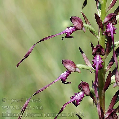 Обикновена пърчовка Cafrangos bíborsallang Sallangvirág Orchideafélék