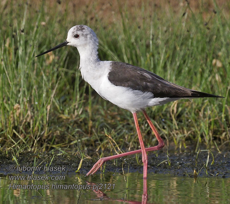 Patuda Karkjalg Himantopus himantopus