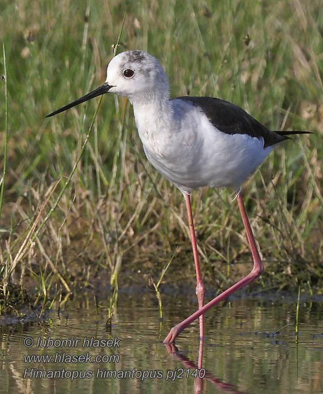 Zankaluze Patuda Karkjalg Himantopus himantopus