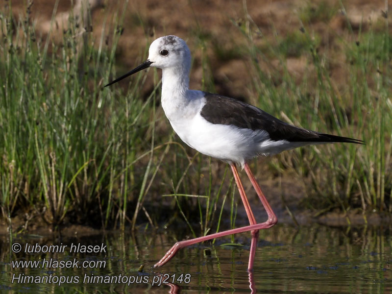 Pavazha kaal ullan llargues Himantopus himantopus