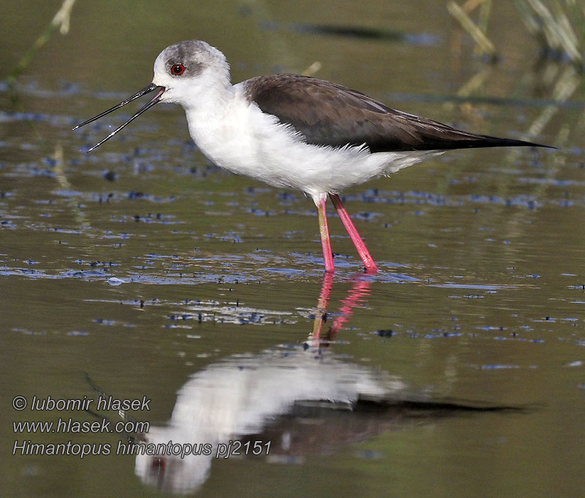 תמירון Himantopus himantopus