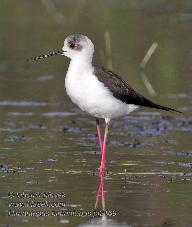 Pernilongo Rooipootelsie Himantopus himantopus