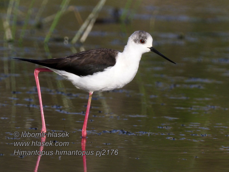 Καλαμοκανάς Himantopus himantopus