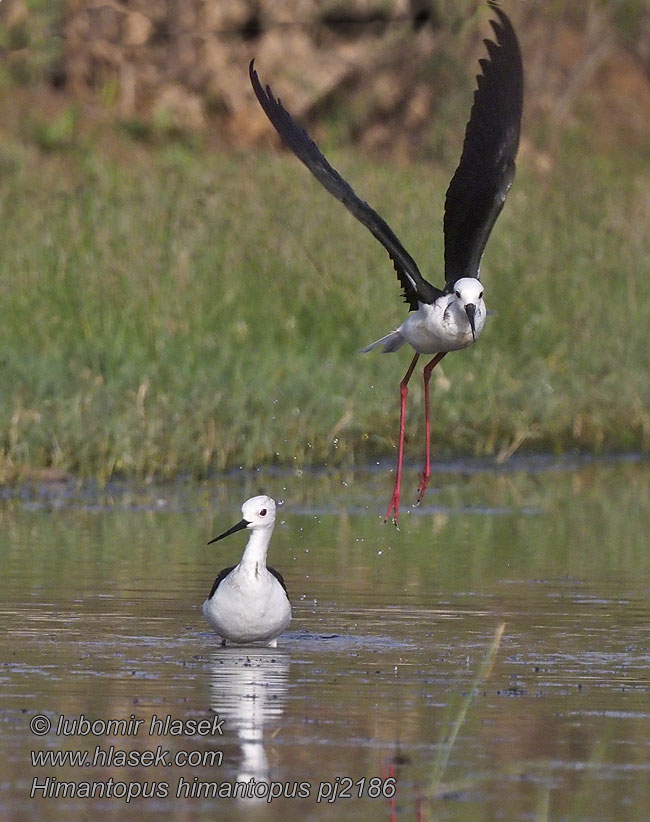 Stylteløber 장다리물떼Himantopus himantopus