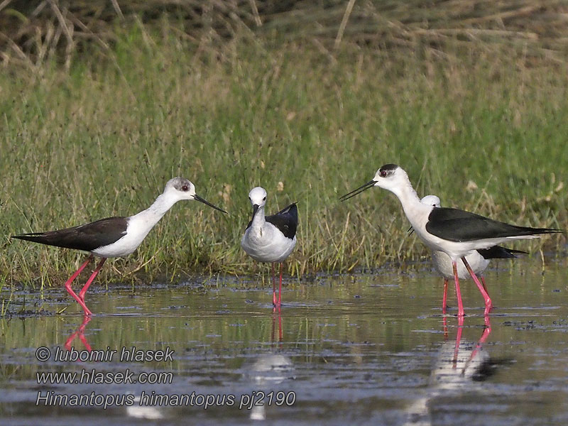 الكرسوع أبومغازل Himantopus himantopus