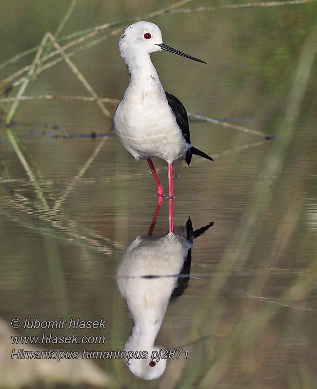 セイタカシギ Himantopus himantopus