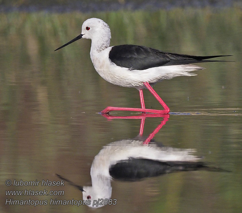 Šišila bocianovitá Himantopus himantopus