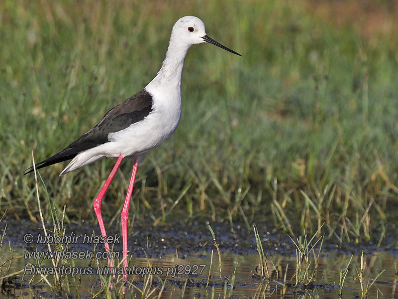 黑翅長腳鷸 Himantopus himantopus