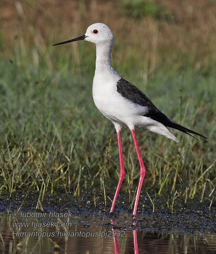 Gólyatöcs Pitkäjalka Stylteløper Styltlöpare Himantopus himantopus