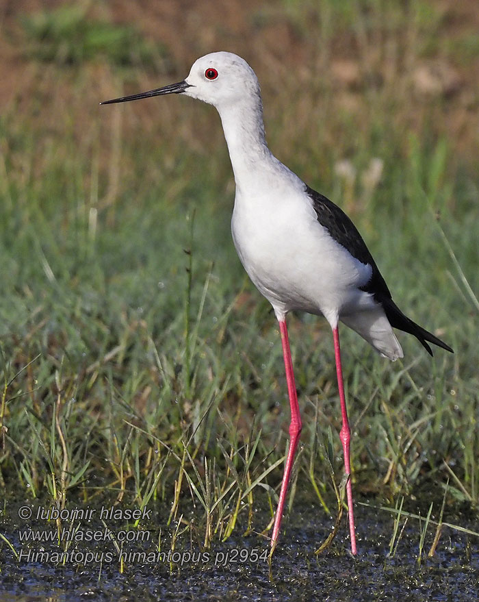 Ходулочник Himantopus himantopus