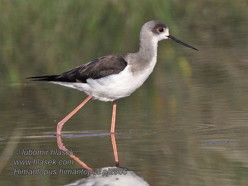 Szczudłak Steltkluut Himantopus himantopus