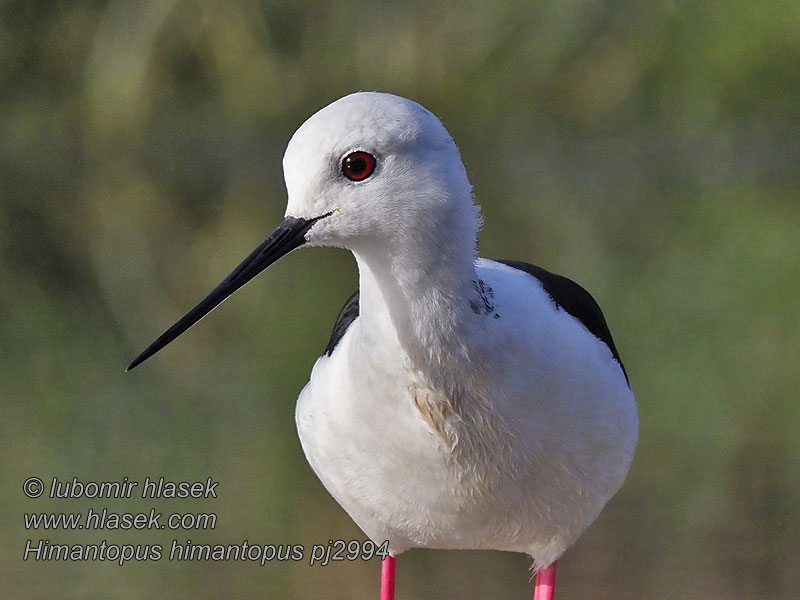 Pisila čáponohá Himantopus himantopus