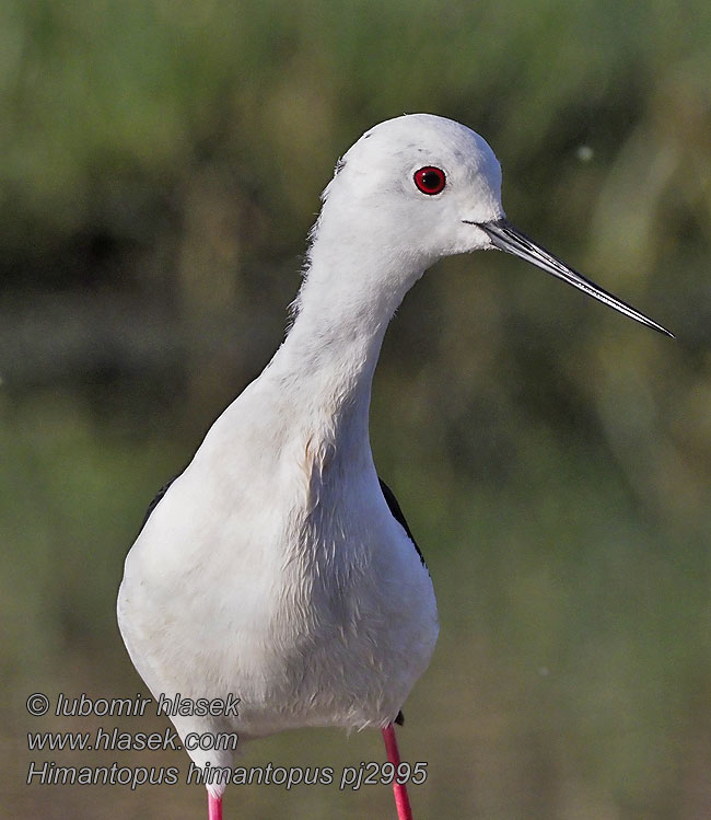 Echasse blanche Cigüeñuela Común Himantopus himantopus