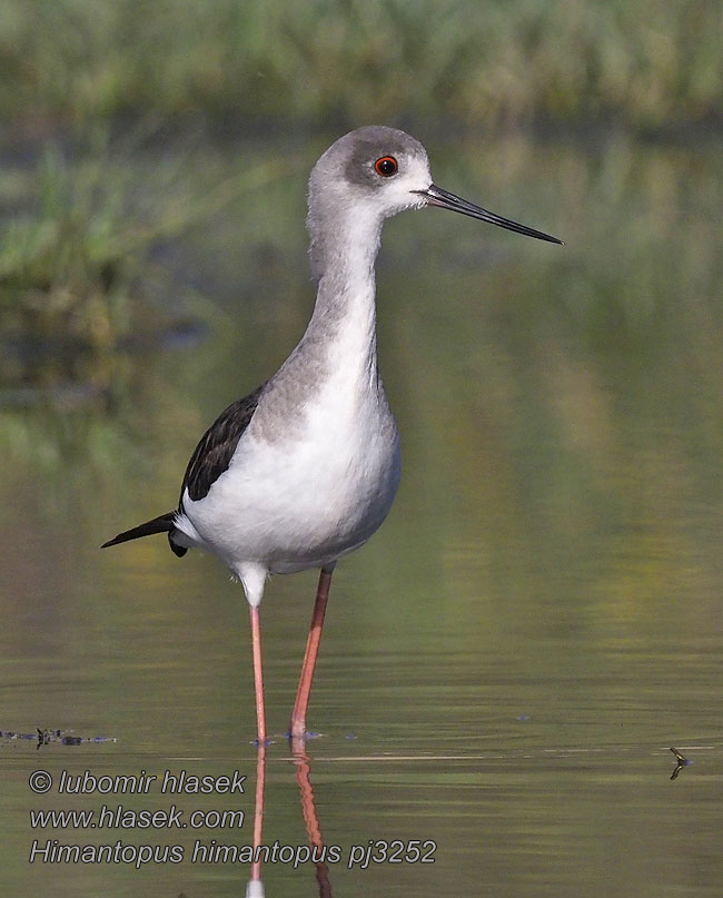 Black-winged Stilt Stelzenläufer Himantopus himantopus