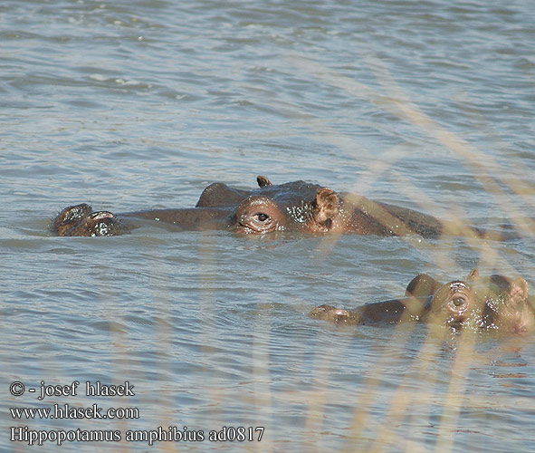 Hippopotamus amphibius Hippopotamus Hippo Flodhest Hippopotami