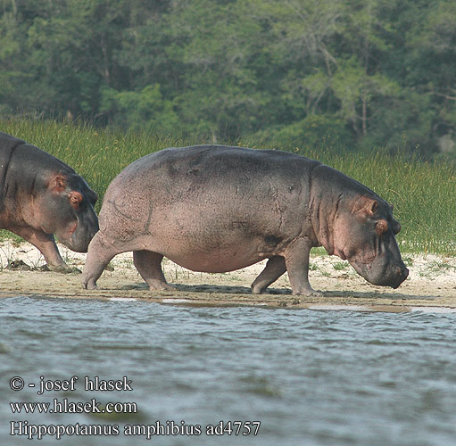 Hippopotamus amphibius ad4757