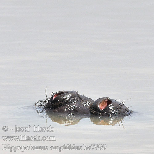 Hippopotamus amphibius ba7999