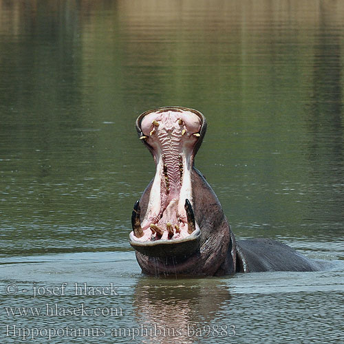 Hippopotamus amphibius ba9883
