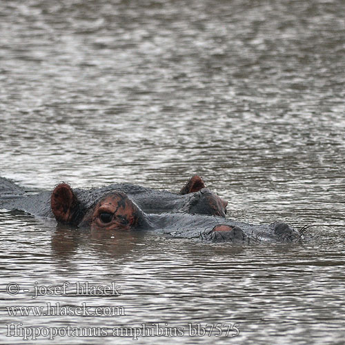 Hipopótamo-comum Hatun mayu khuchi Обыкновенный