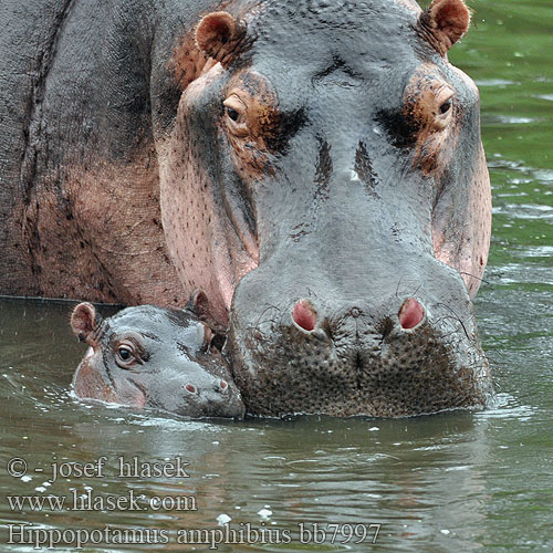 Hippopotamus amphibius bb7997