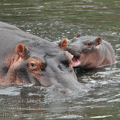Hippopotamus amphibius bb8007