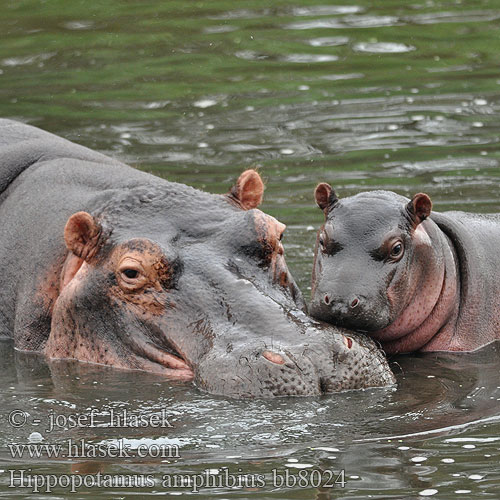 Hippopotamus amphibius bb8024
