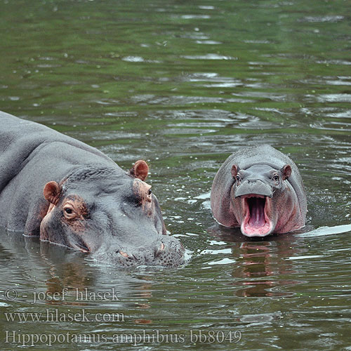 Hàmã 河马 Imvubu Hippopotamus amphibius Hippopotamus Hippo