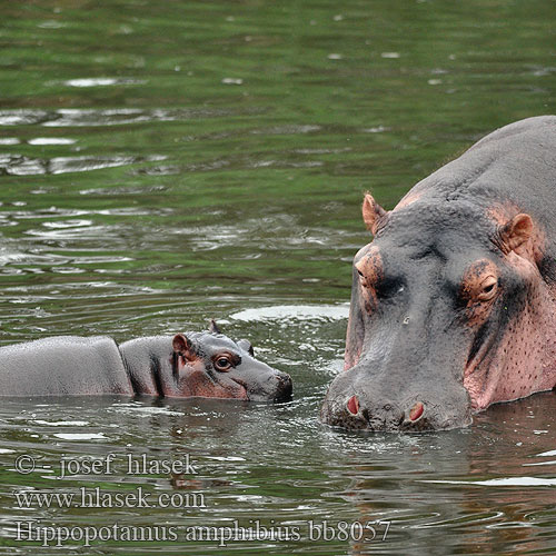 Hippopotamus Hippo Flodhest Hippopotami Virtahepo virtahepoja
