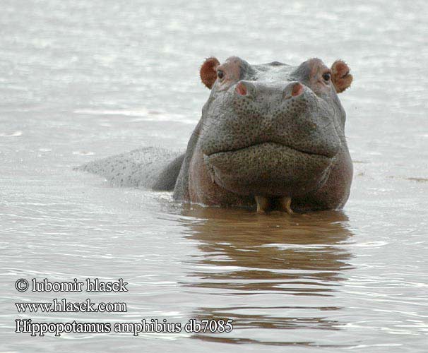 Hippopotame Nijlpaard Ippopotamo amfibio Nílusi víziló