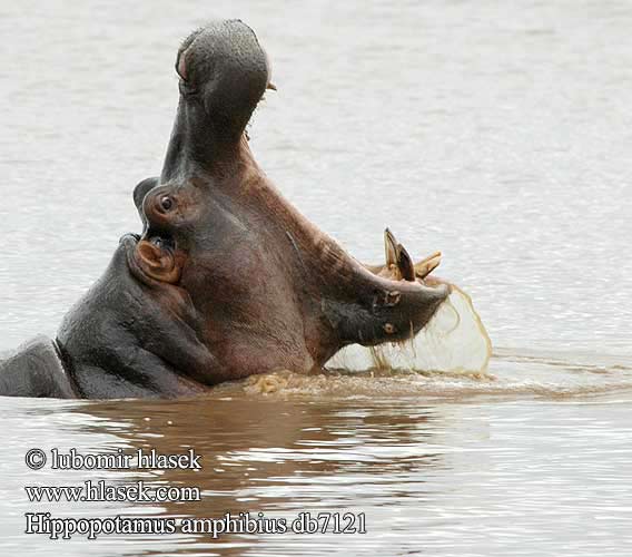 Hippopotamus amphibius db7121