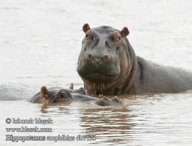 Ippopotamo amfibio Nílusi víziló Flusspferd Flußpferd