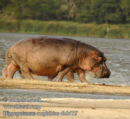 Hipopotam nilowy Hroch obojživelný Hipopótamo Hipopòtam