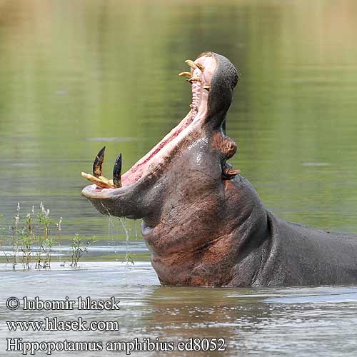 Hroch obojživelný Hipopótamo Hipopòtam Hippos fighting