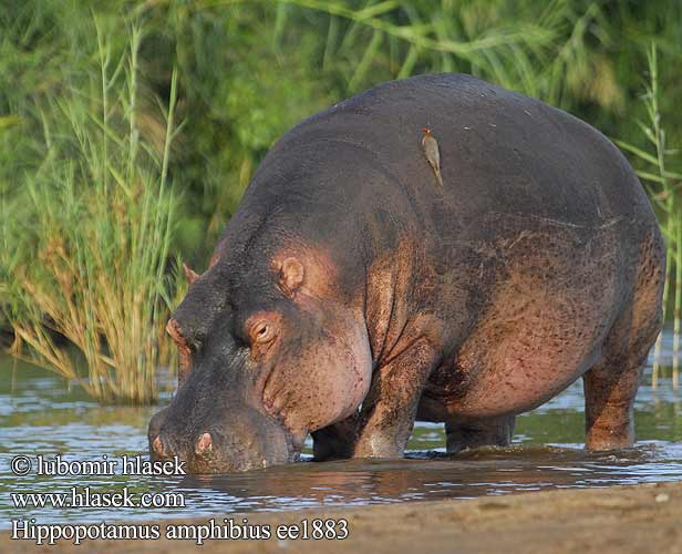 Hippopotamus amphibius ee1883