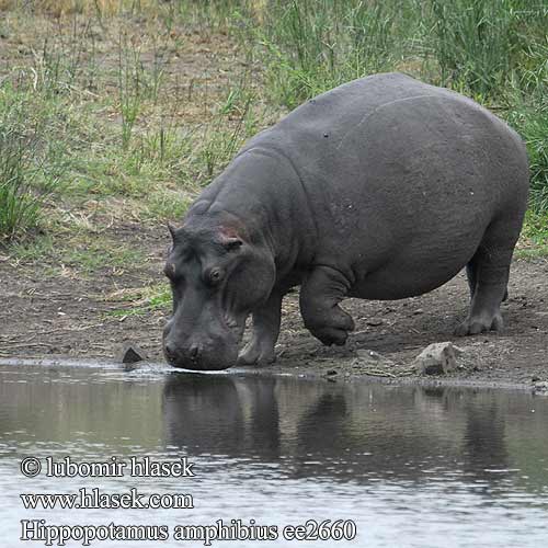 Hippopotamus amphibius Hippopotamus Hippo Flodhest Hippopotami