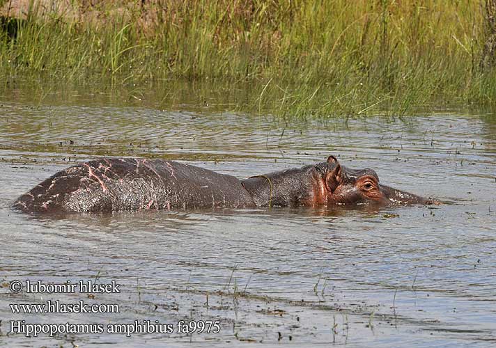 Hippos fighting Seekoei فرس النهر Хипопотам