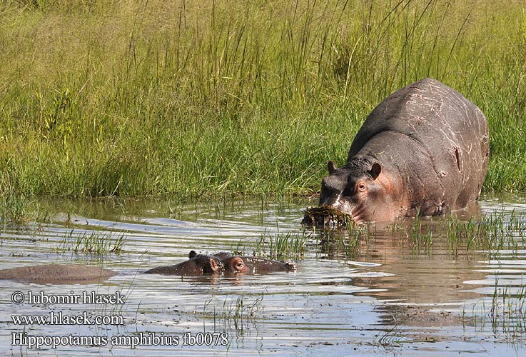 Hippopotamus amphibius fb0078