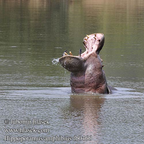 Hippopotamus amphibius fb0466