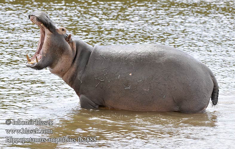 Hippopotamus amphibius fb2888