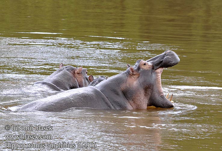 Hippopotamus amphibius fb2906