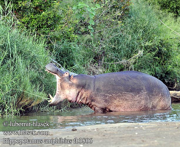 Hippopotamus amphibius fb3806