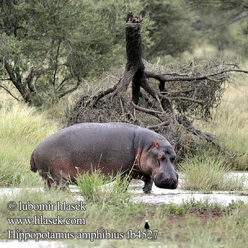Hippopotamus amphibius fb4527