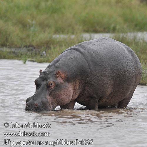 Hippopotamus amphibius fb4535