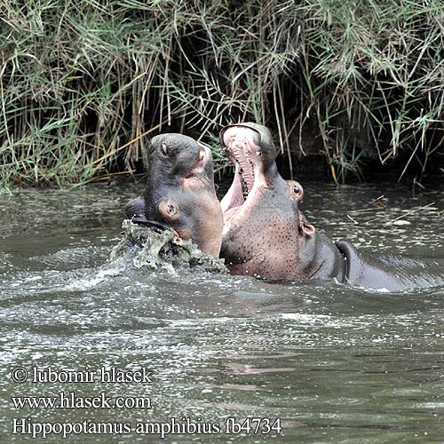 Hippopotamus amphibius fb4734