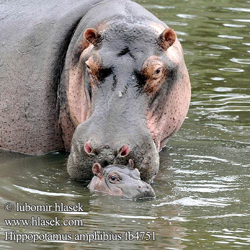 Hippopotamus amphibius fb4751