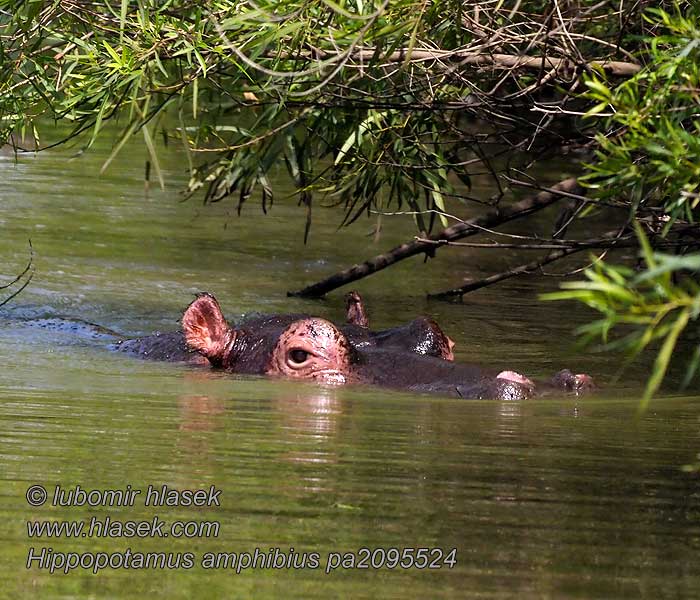 Ngubú Didysis hipopotamas Nīlzirgs