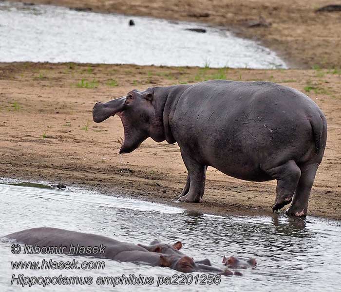 Amfibia hipopotamo Jõehobu اسب آبی