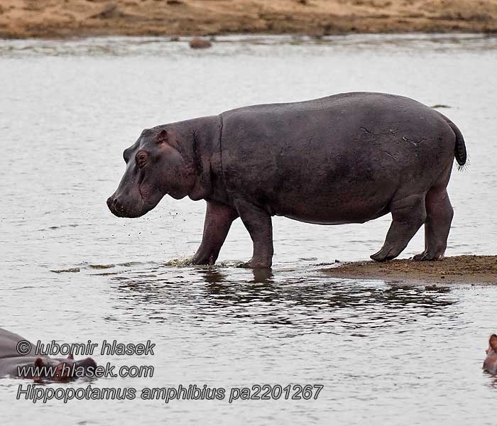 Hippopotamus_amphibius_pa2201267