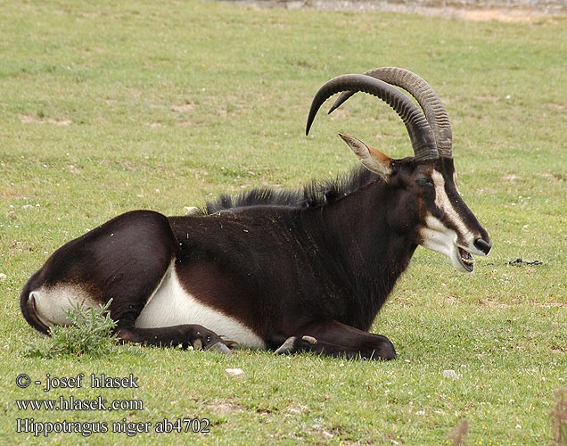 Hippotragus niger Sable Antelope Antilopenn Antílop sabre