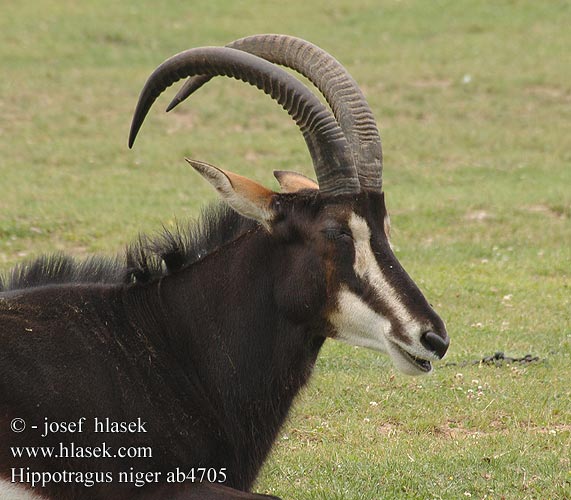 Antilopa vraná Rappenantilope Hippotrague noir セーブルアンテロープ